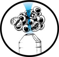 Workshop Imaging Organoids from the bench to the microscope